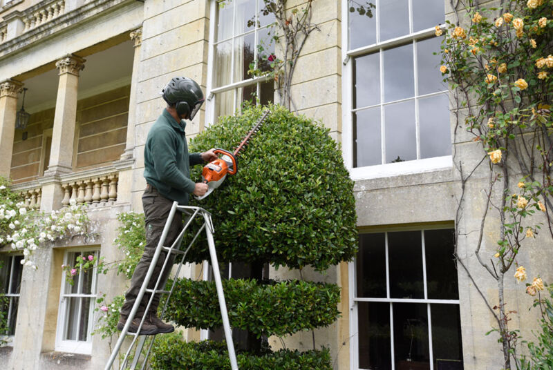 Topiary trimming to sculpted tree