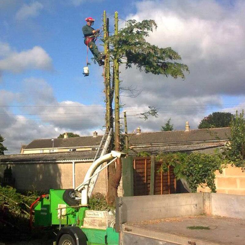 tree cutting and removal