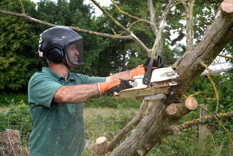 Cutting tree with chain saw