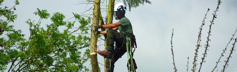 Tree surgeon on ropes cutting high branches from tree